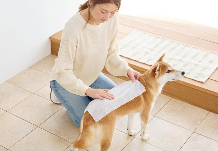 Owner cleaning senior dog with pet wipes