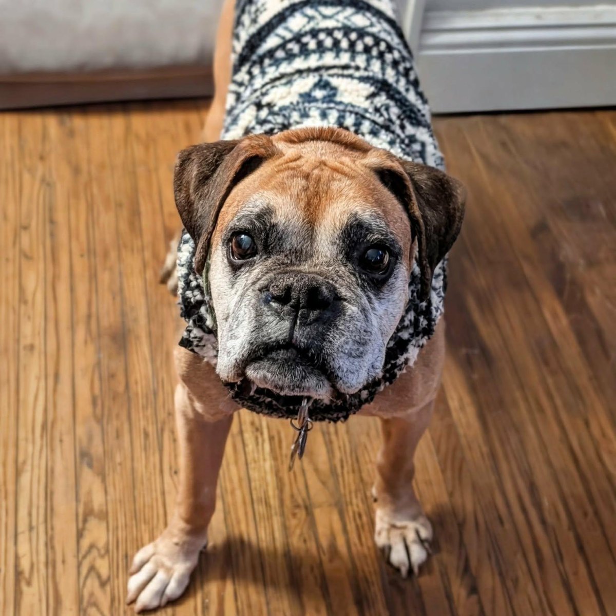 Senior dog warm indoors winter