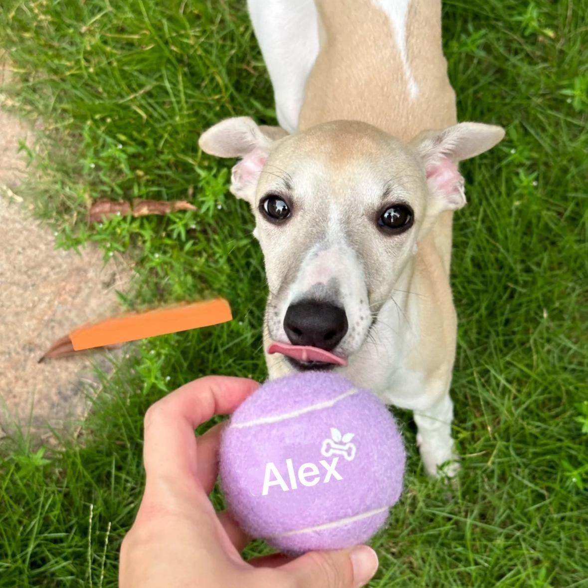 Dog choosing named toy