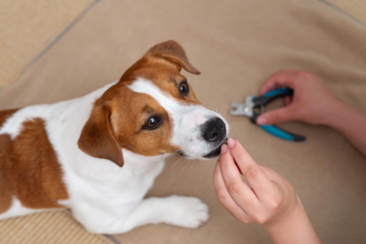 Dog receiving treat during nail clipping