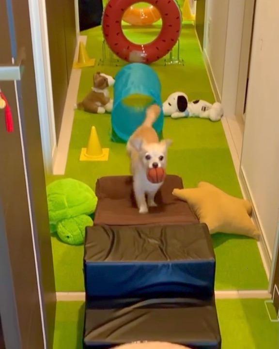 Small indoor dog obstacle course