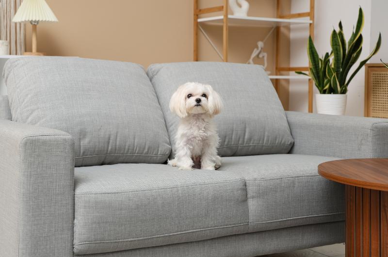 Maltese dog indoors suited to a cosy small home