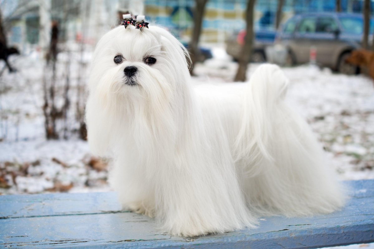 White Maltese dog with long coat