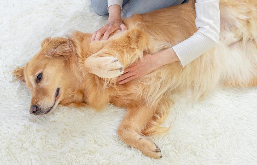 Owner massaging dog
