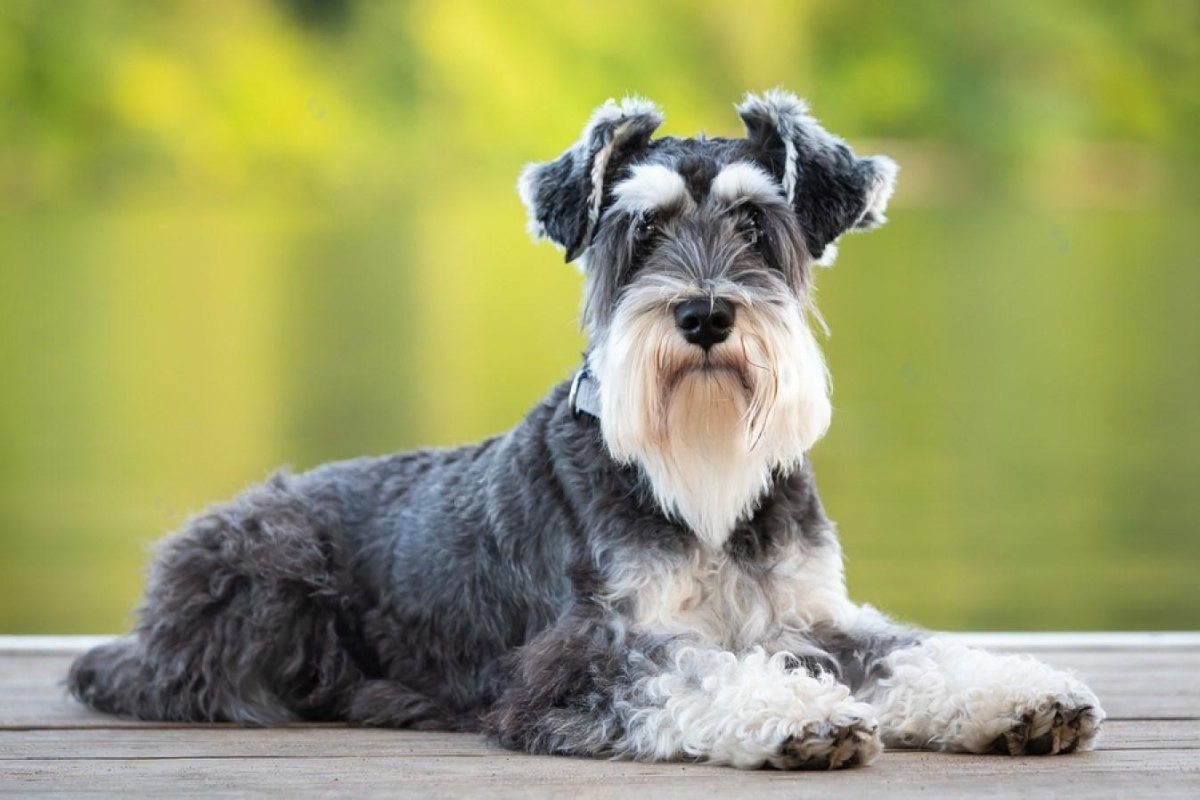 Miniature Schnauzer dog outdoors
