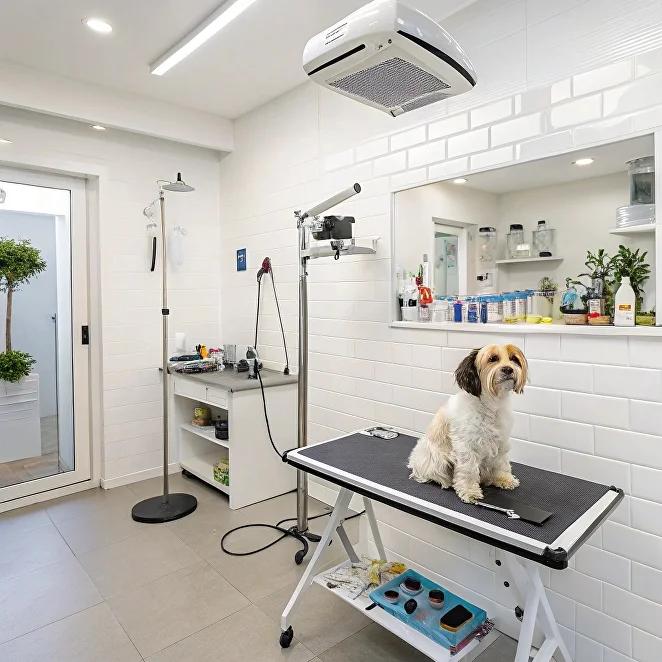 White minimalist small dog grooming room
