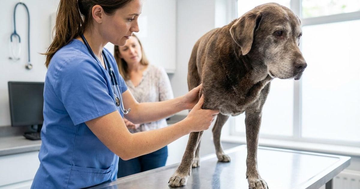 Veterinarian checking senior dog joints