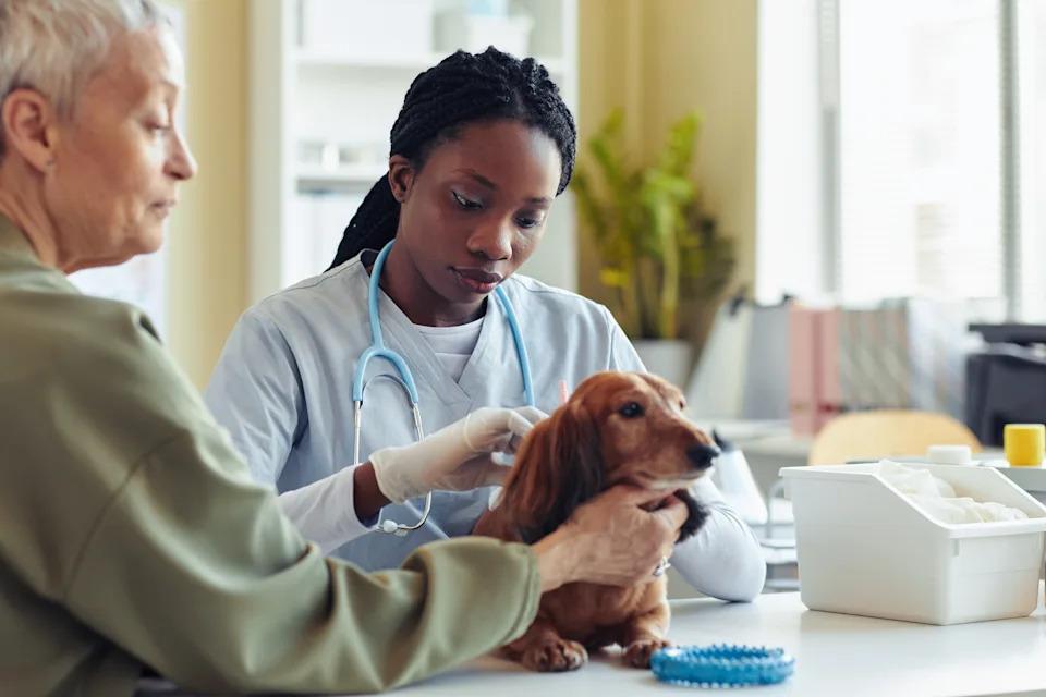 Owner observing senior dog health signs