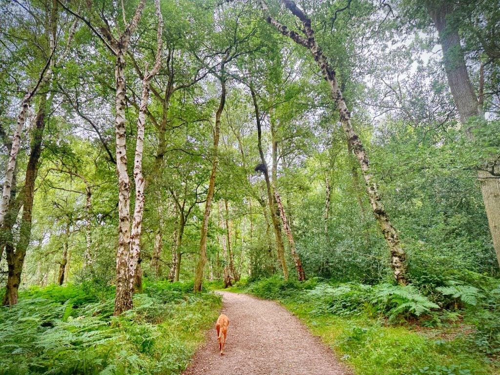 Dog walking through woodland trail