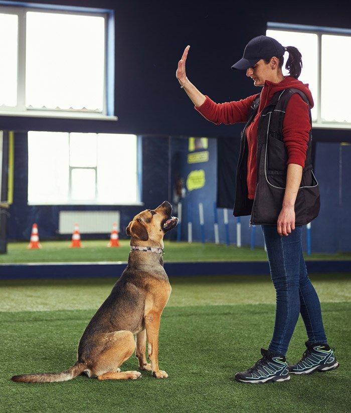 Dog focused during training