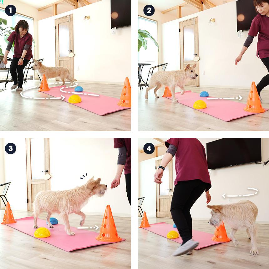 Senior dog walking simple obstacle course