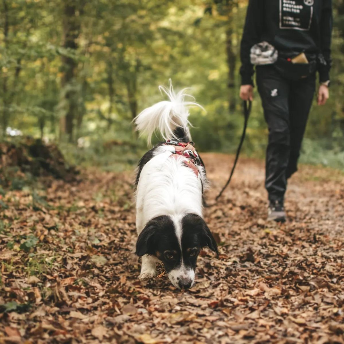 Dog exploring woodland walk