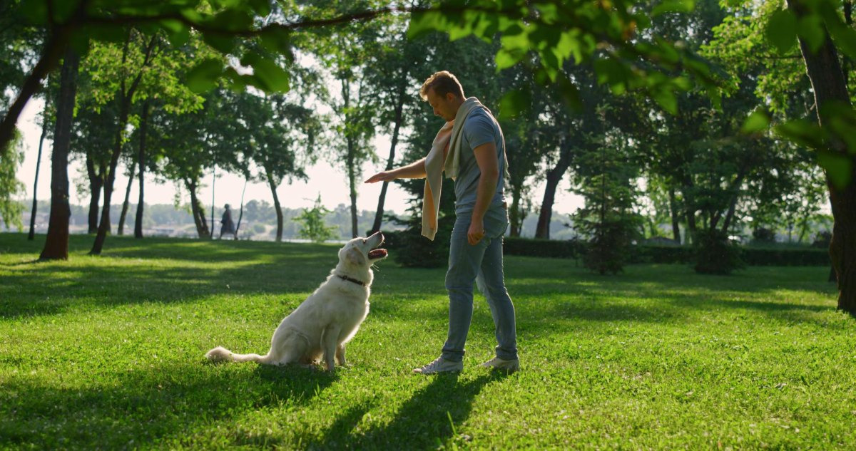 Dog playing outdoor activity game