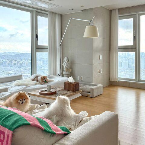 Small apartment dog breeds selection showing indoor companions