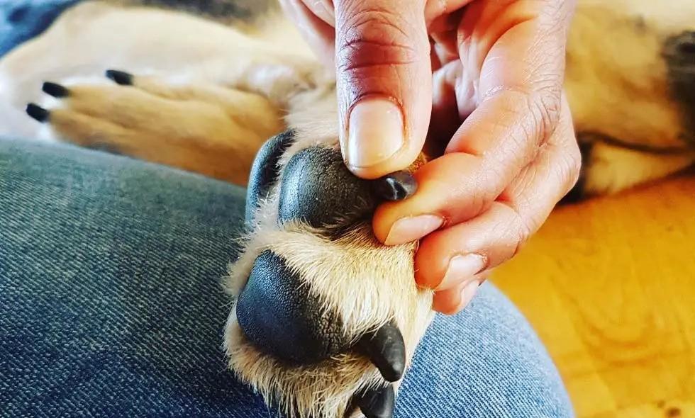 Dog Nail Clipping Hack Tips for Safe Easy Trims