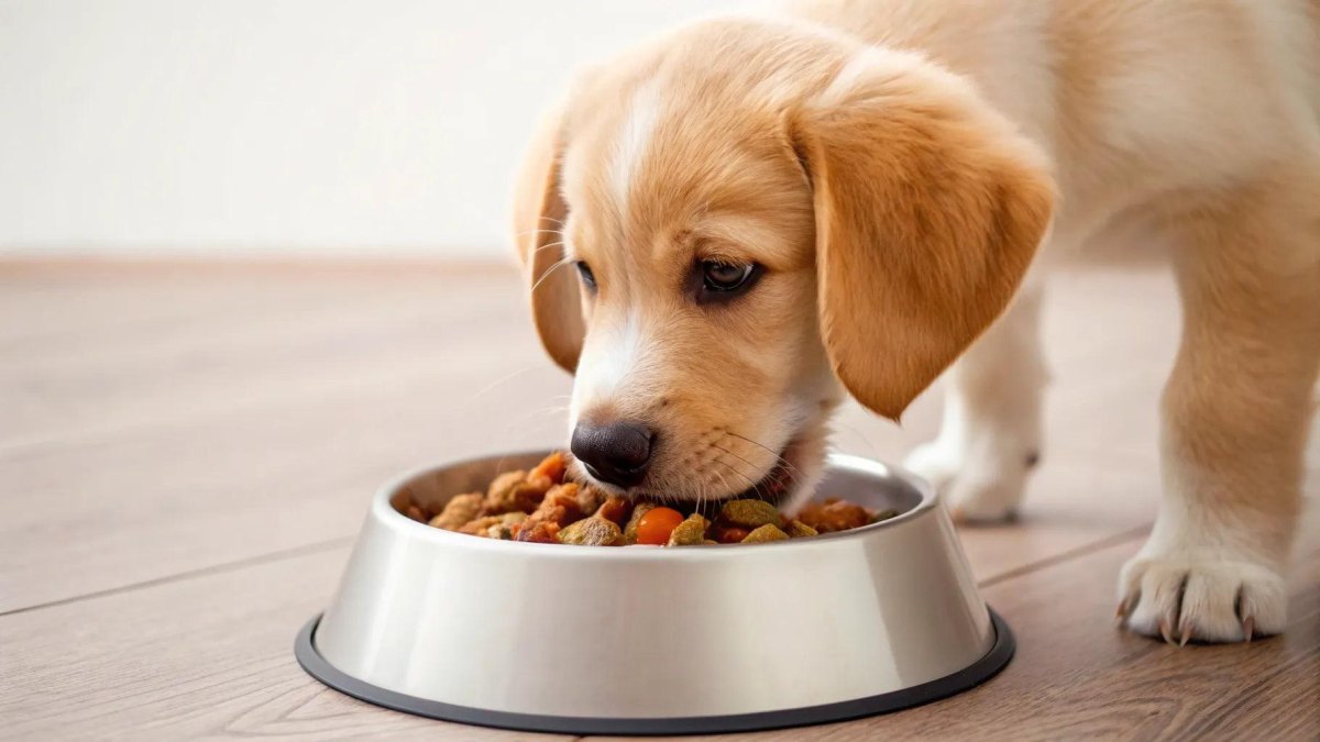 New Puppy Essentials Checklist for Your First Days