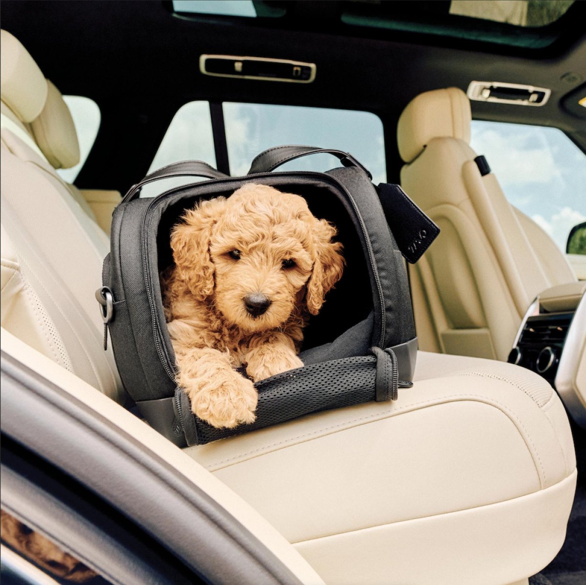 Puppy Travel and Outdoor Gear