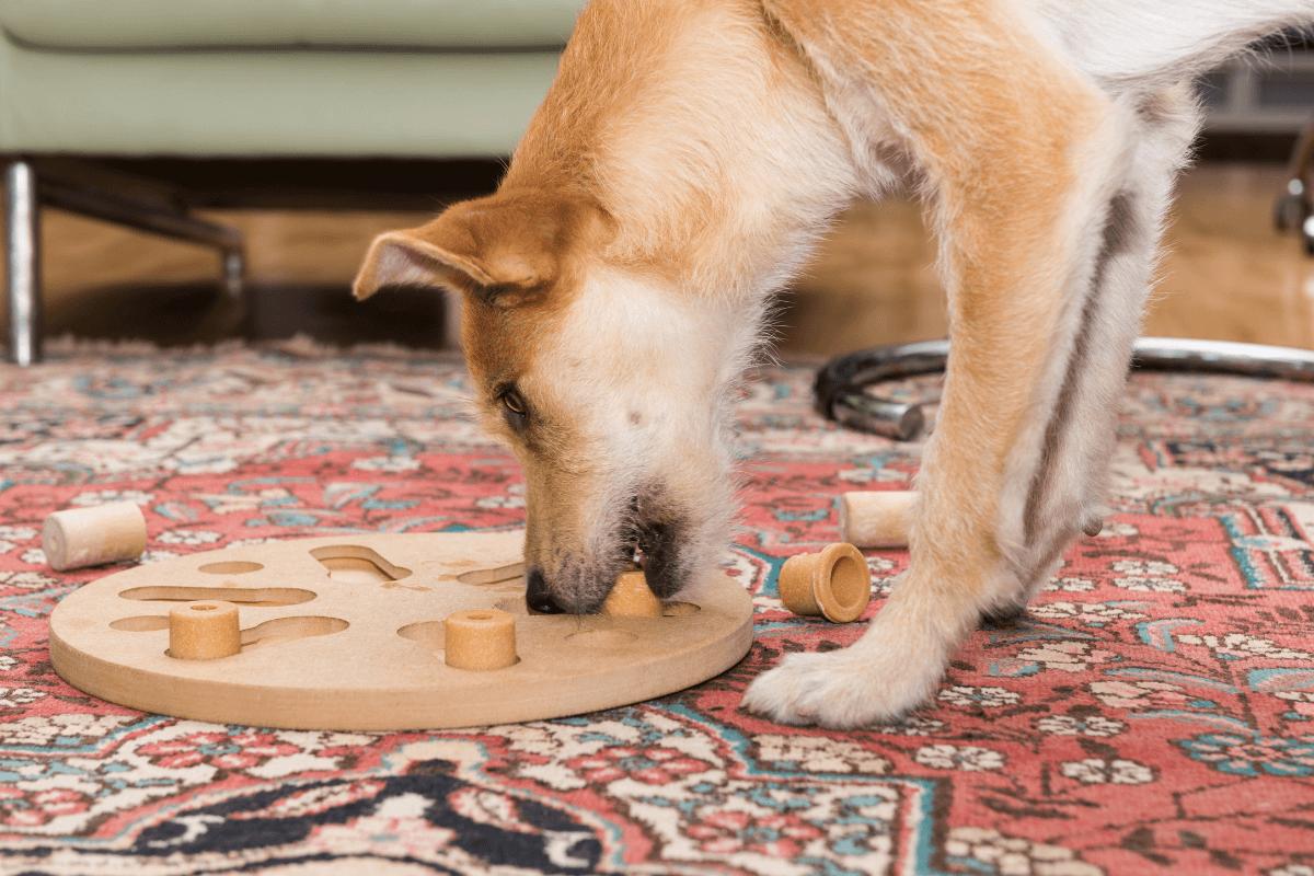 Dog solving home puzzle