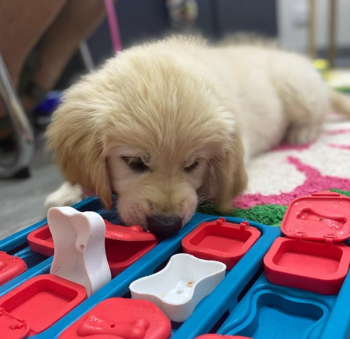 Puppy using puzzle toy