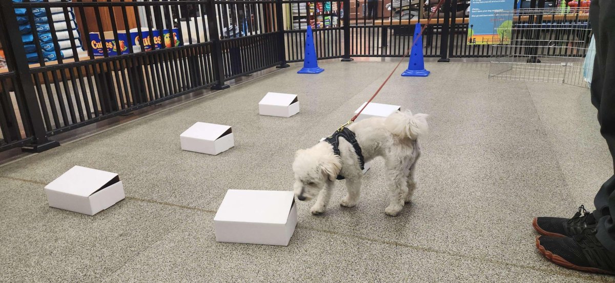 Dog exploring scent activity area