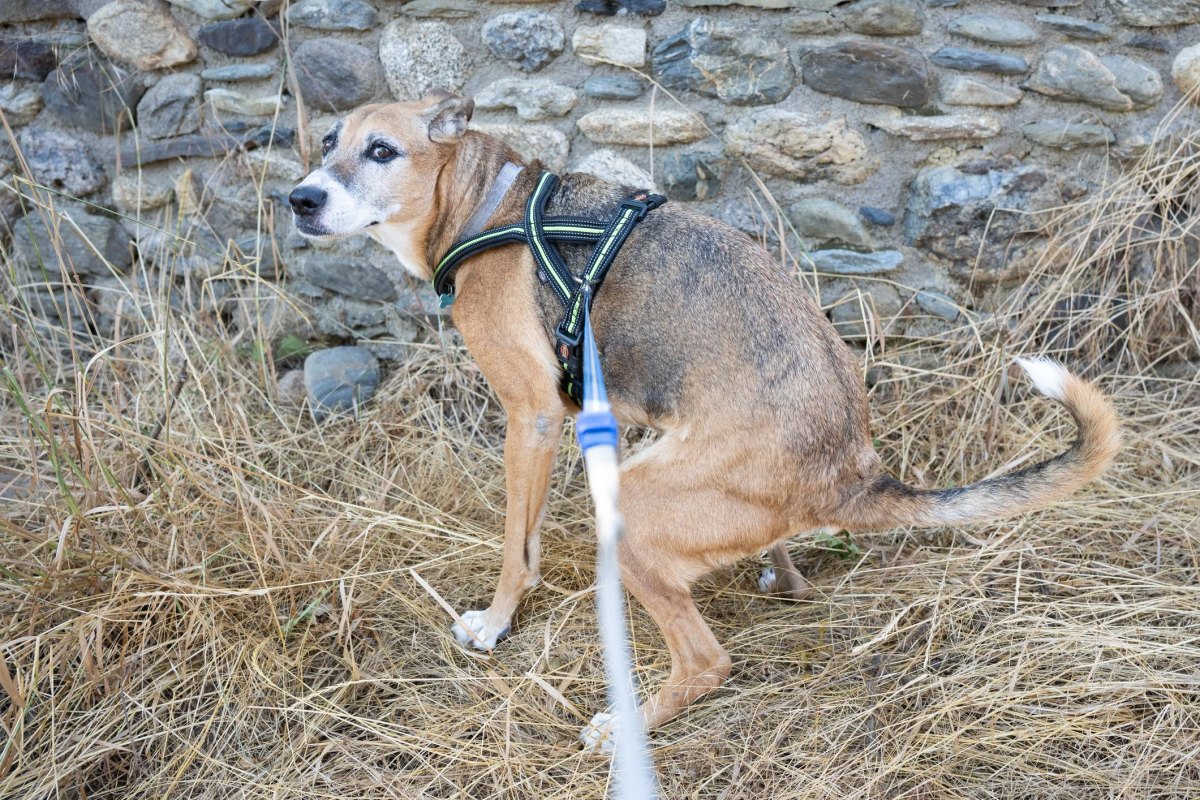 Senior Dog Incontinence Tips for Older Dogs at Home