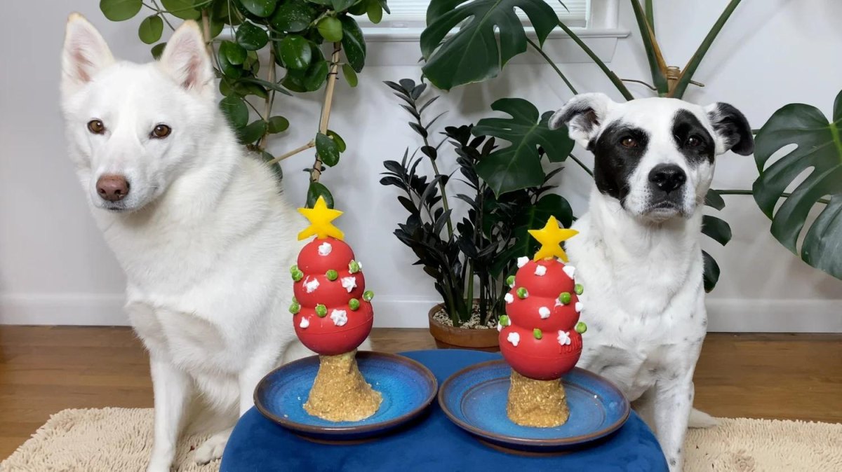 Dog enjoying seasonal treat activity
