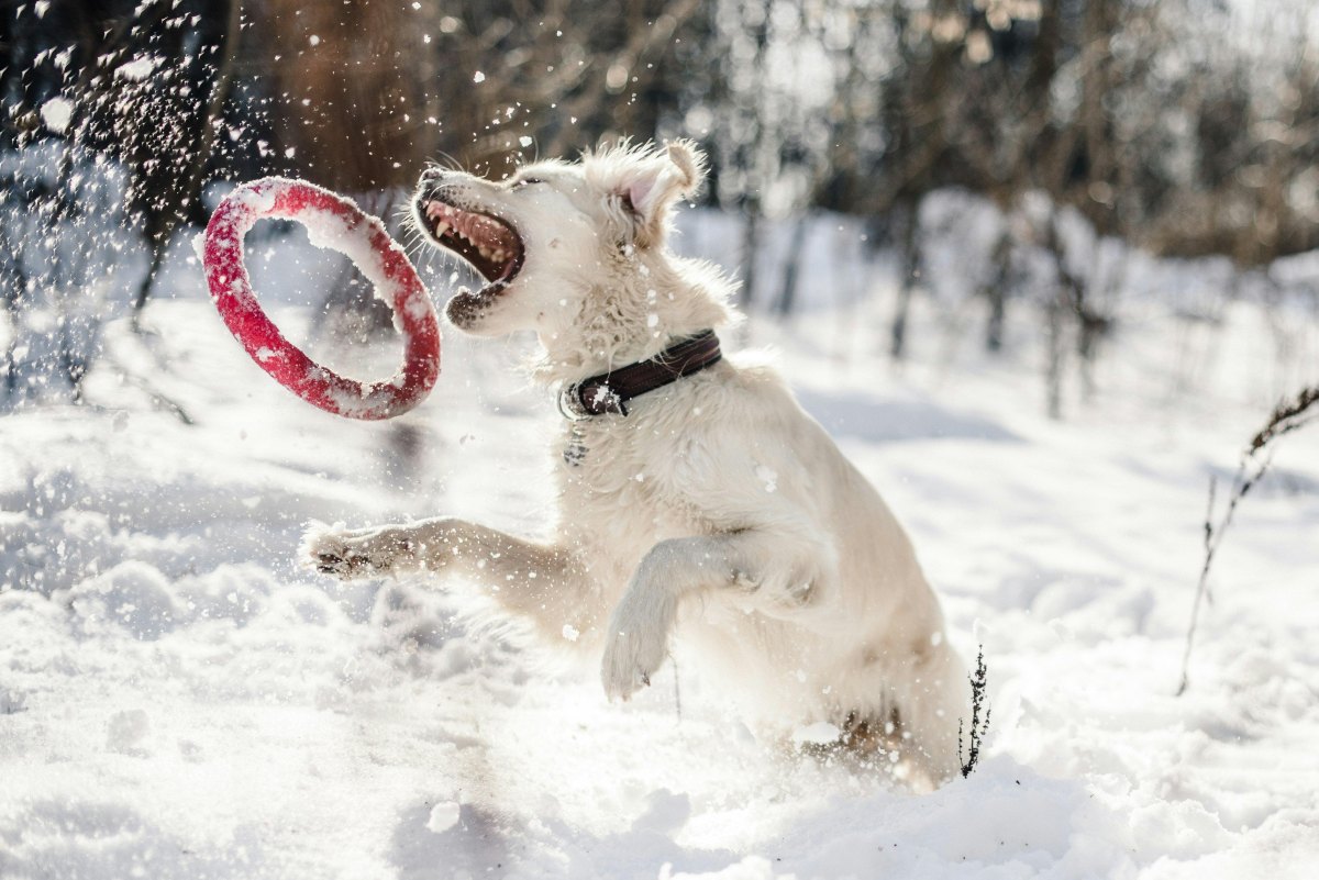 Dog seasonal outdoor activity