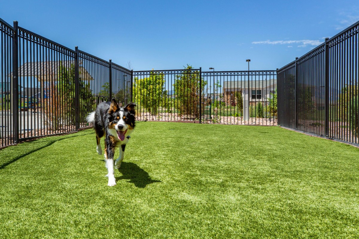 Secure fenced dog run outdoors