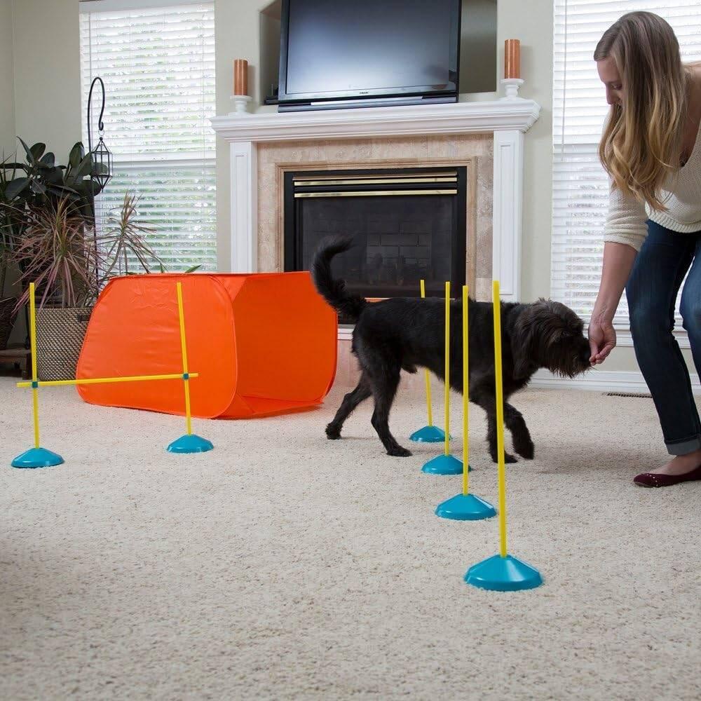 Dog Indoor Obstacle Course Ideas for Home Fun