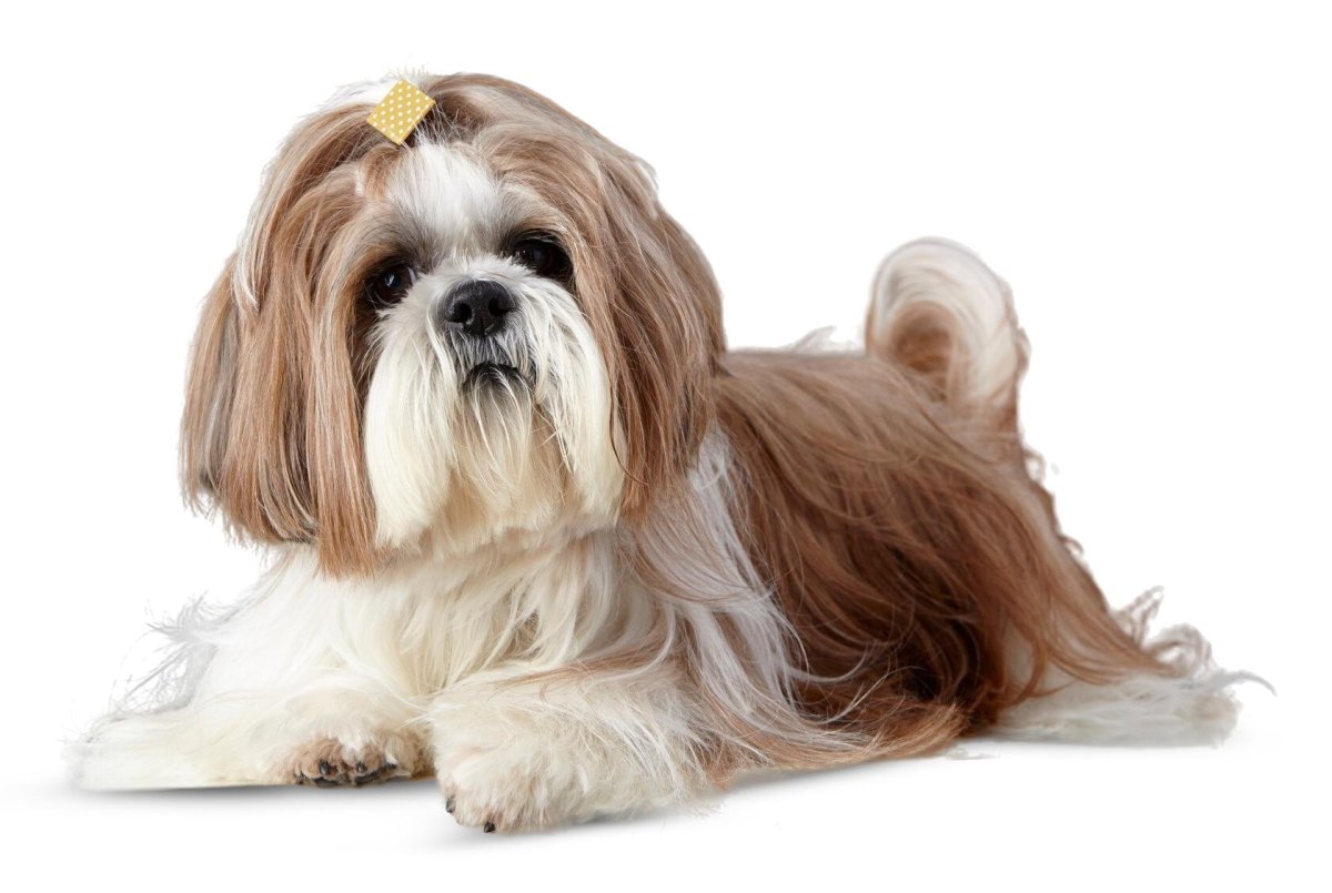 Shih Tzu dog relaxing indoors