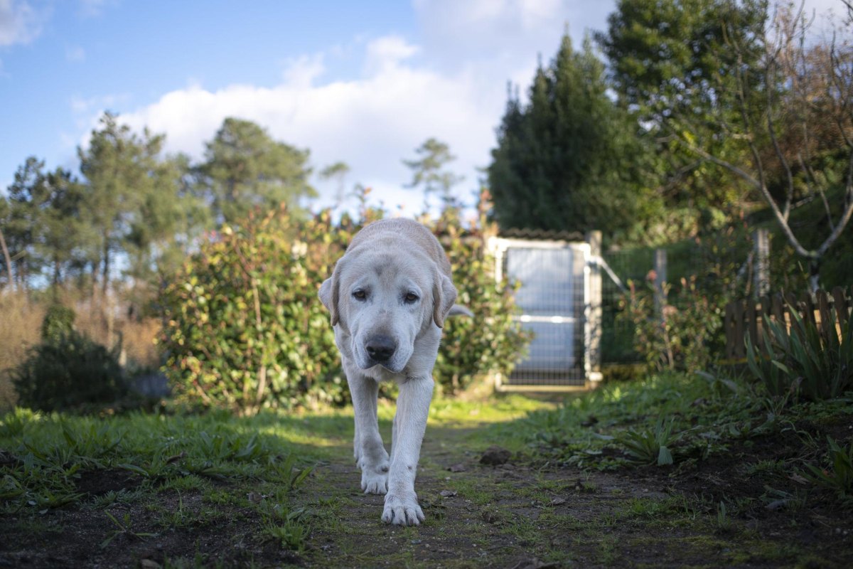 Senior dog exploring backyard garden