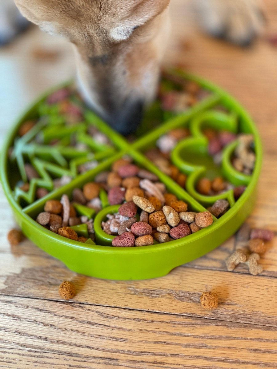 Dog eating from slow feeder bowl