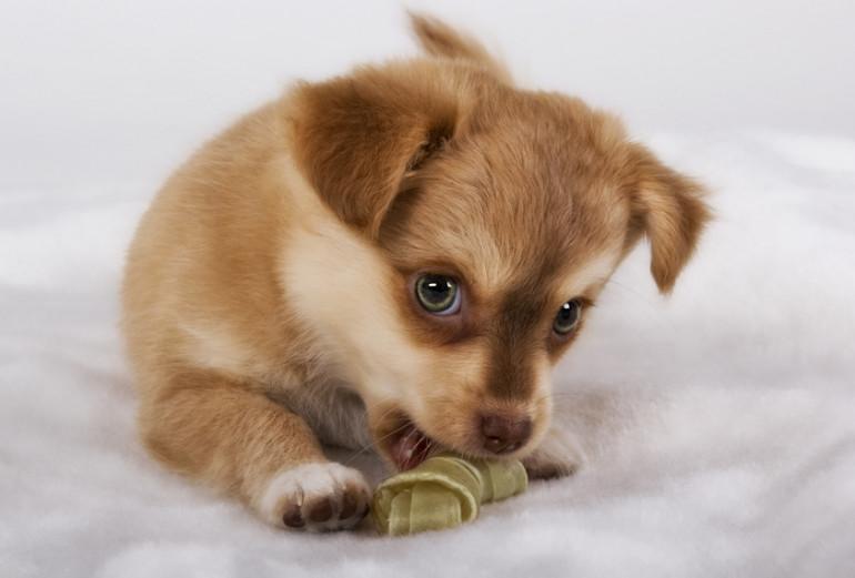 Teething puppy with soft treat