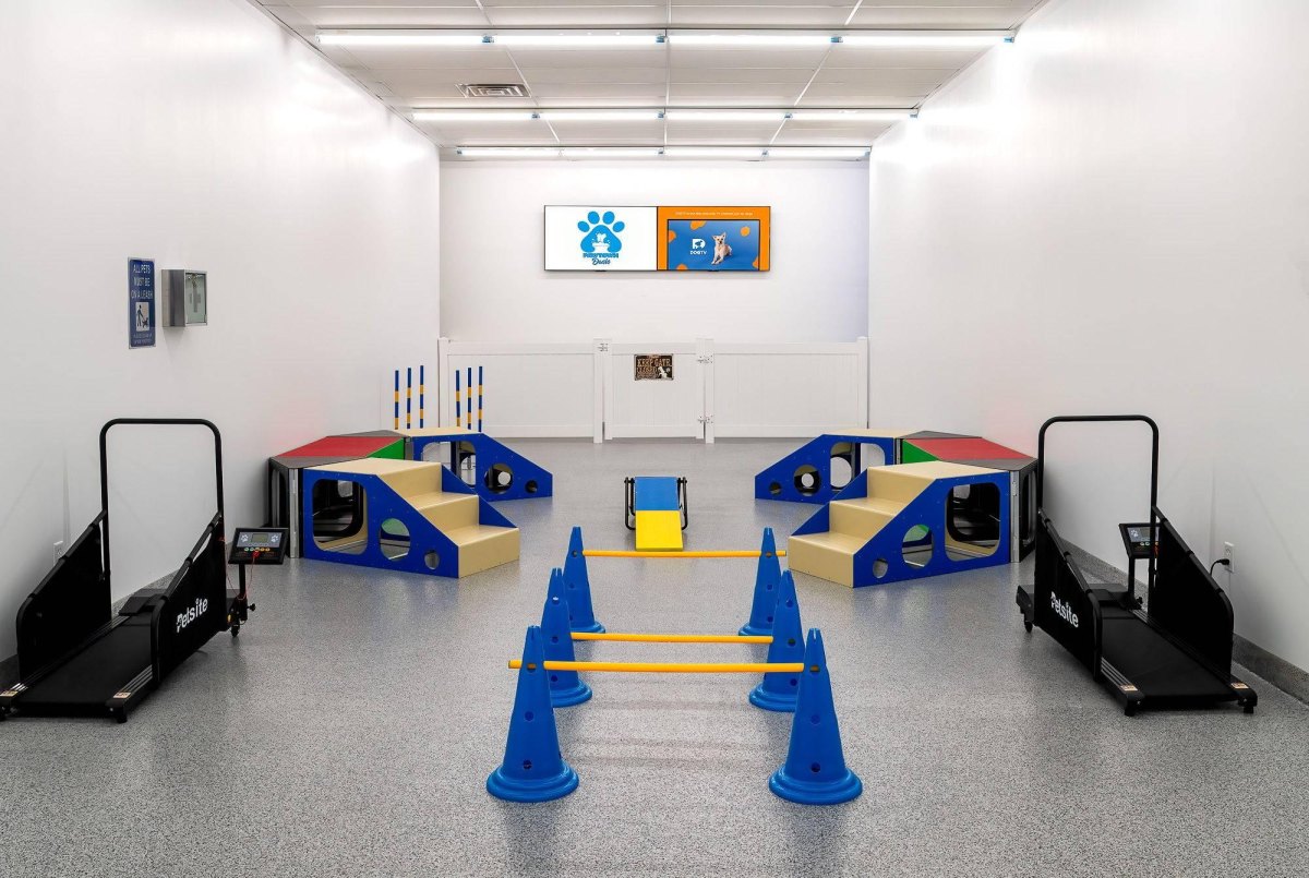 Indoor dog gym exercise space