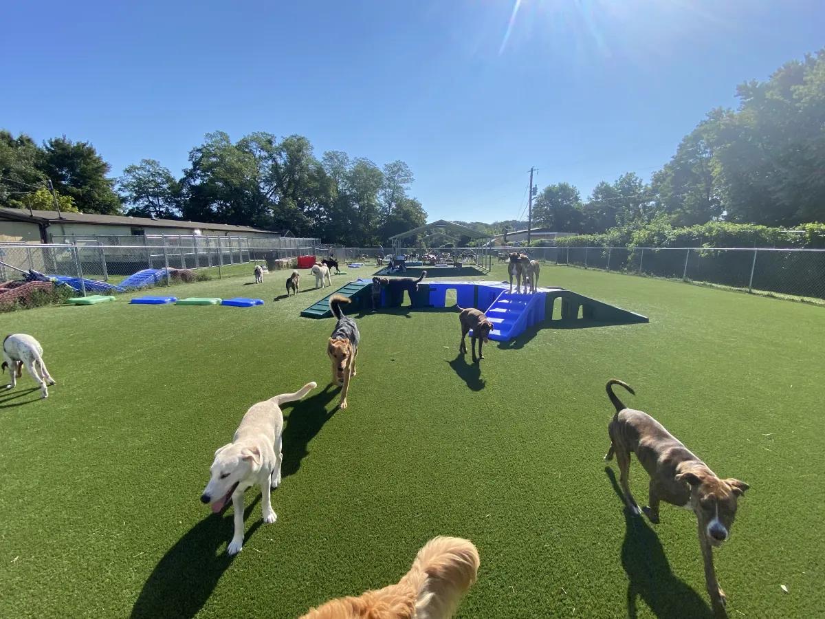 Multiple dogs playing outdoor together