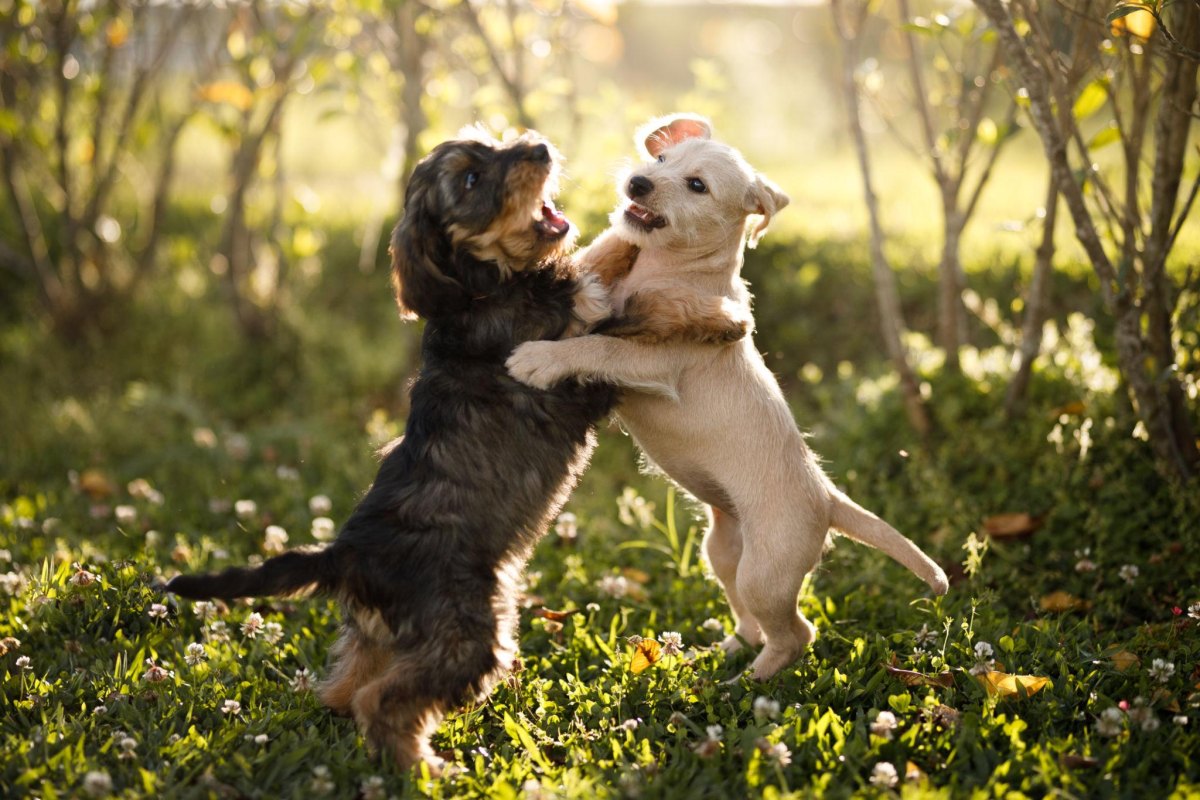 Two puppies playing together