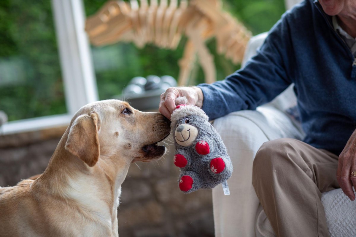 Older dog gently tugging soft toy