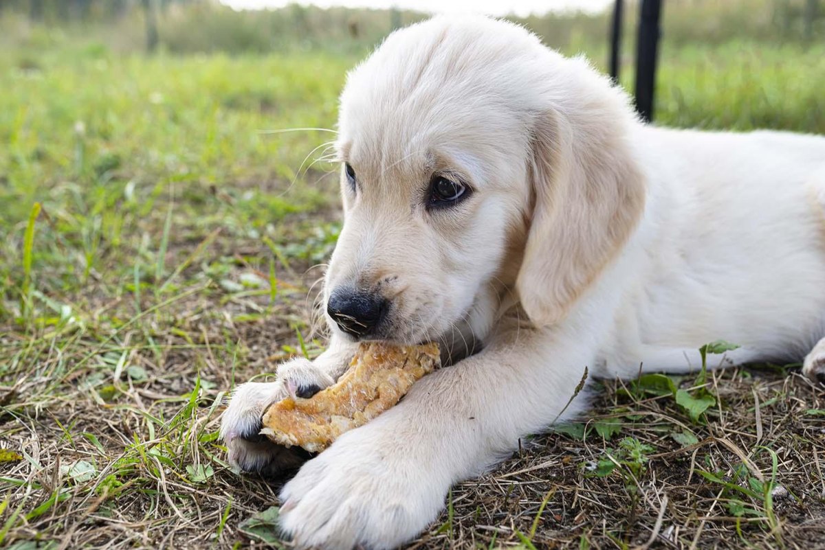 Large breed puppy with treats