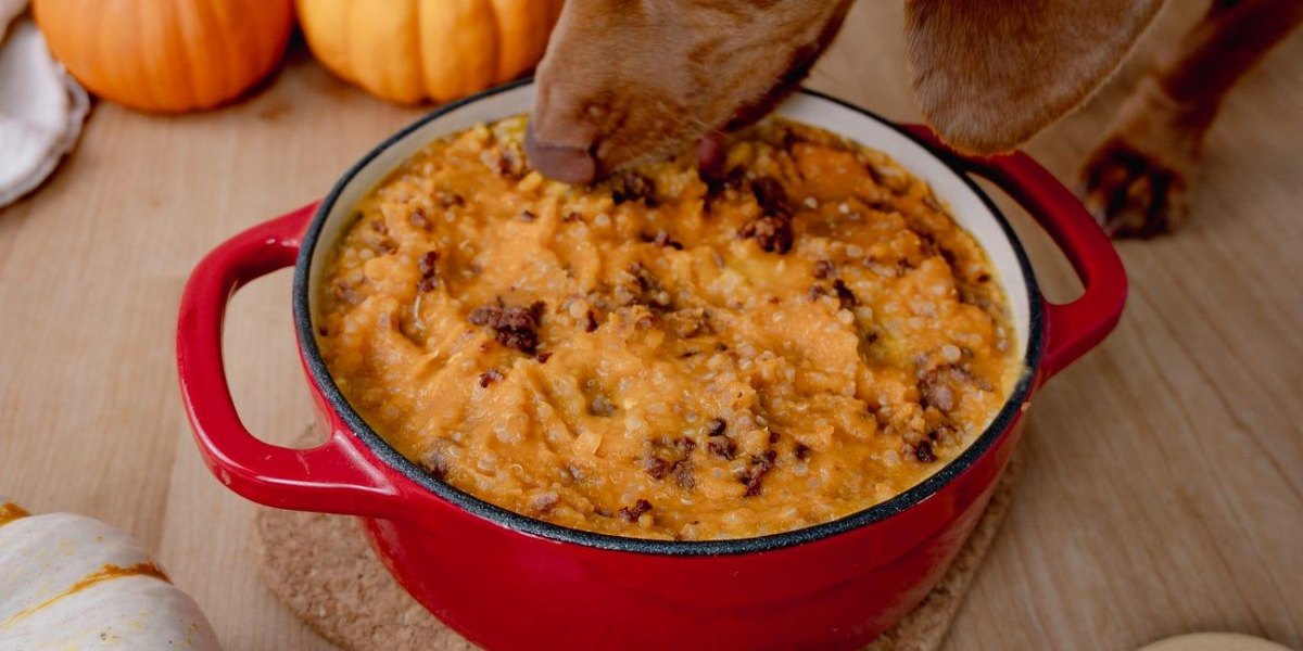 Sweet potato and pumpkin dog food with lean meat