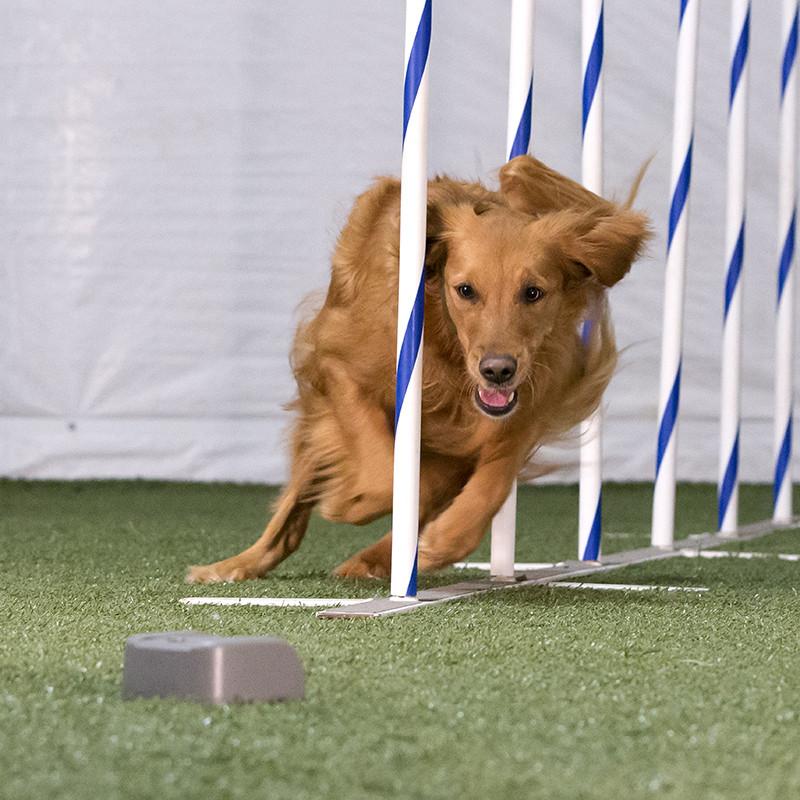 Dog weaving through indoor poles
