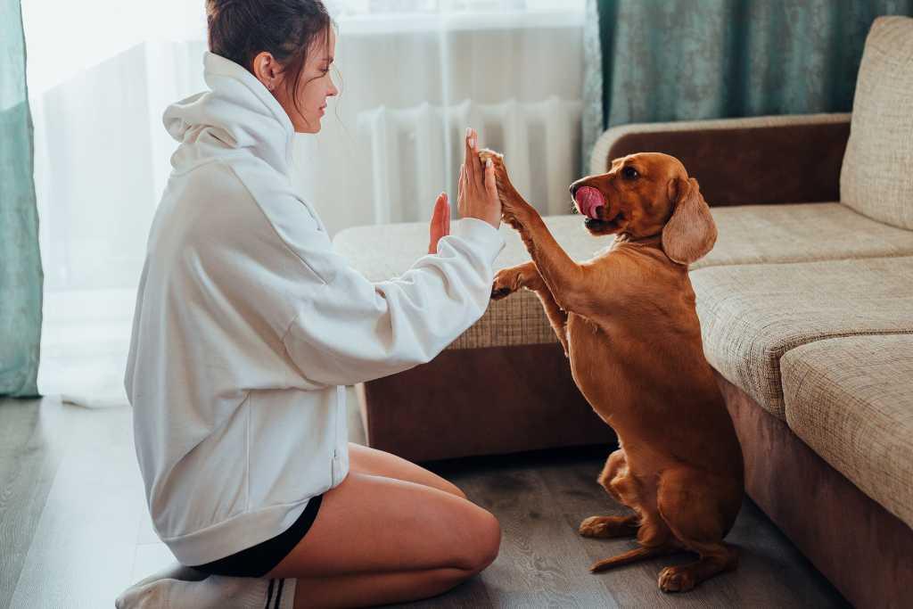 Dog learning trick indoors