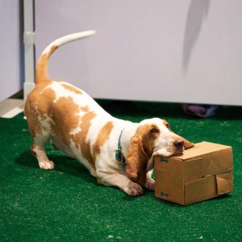 Dog safely playing with cardboard puzzle
