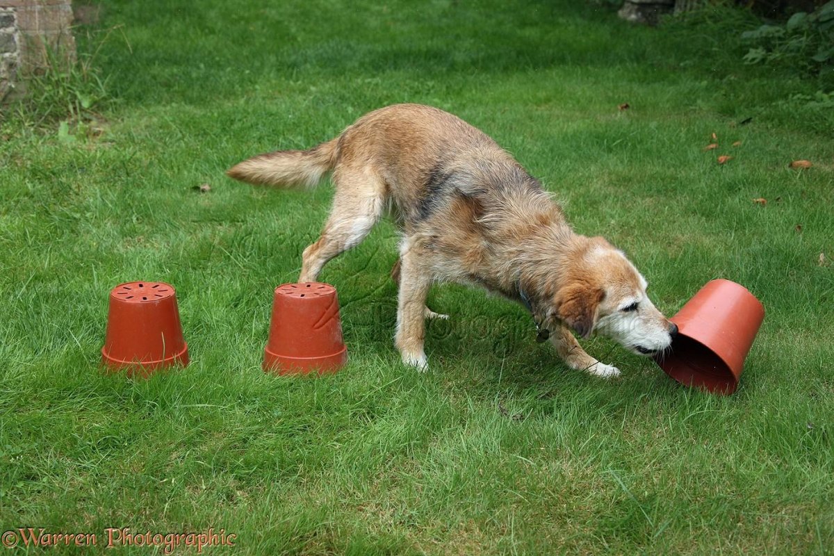 Dog searching for hidden treats outdoors