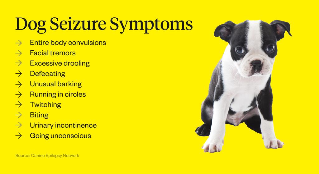 Dog experiencing tremors or seizure symptoms