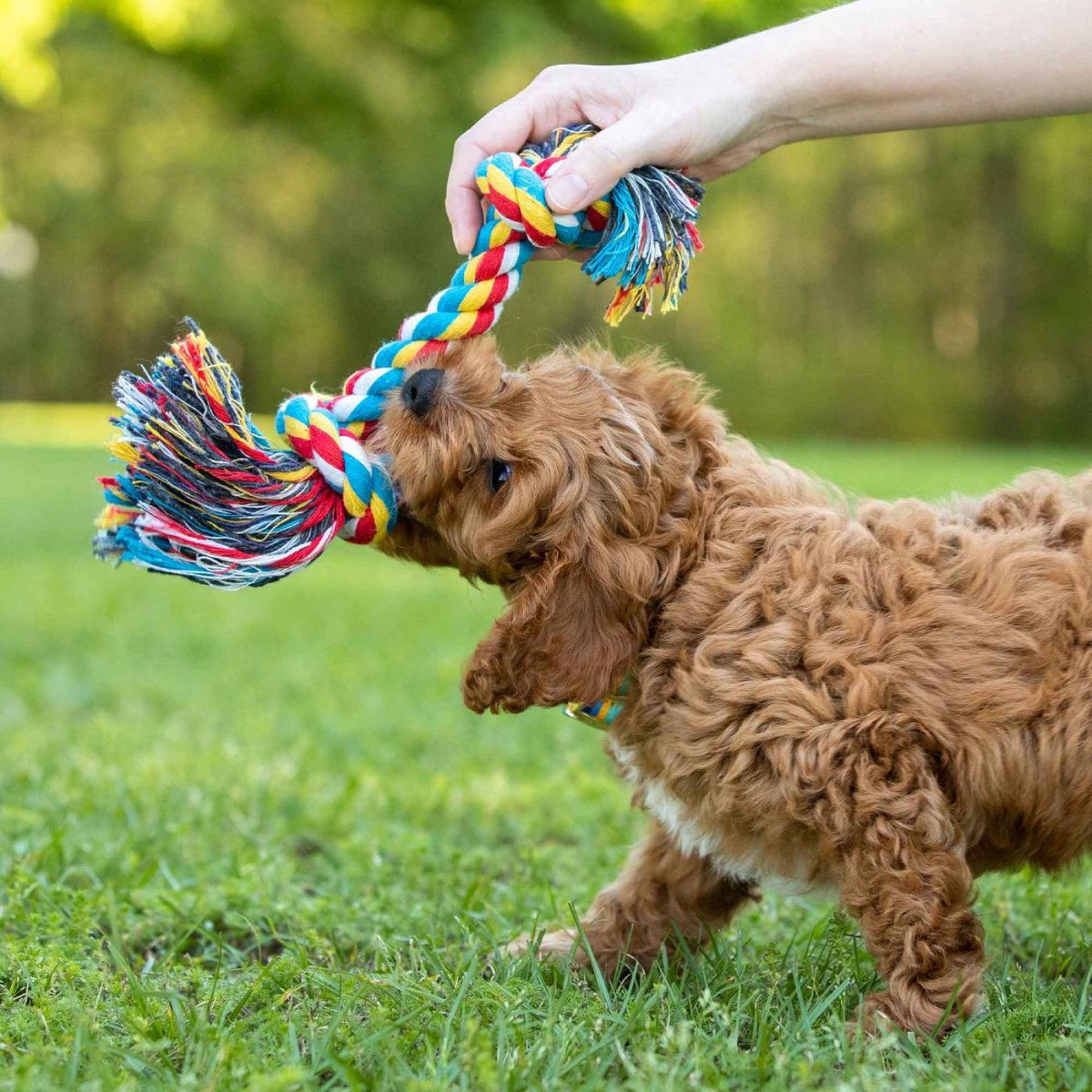 Puppy playing rope tug toy