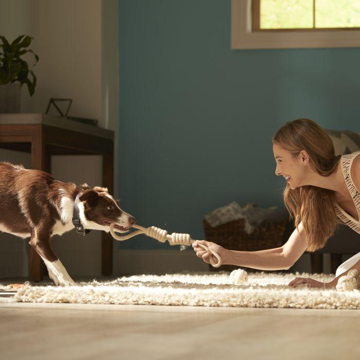 Dog playing tug toy indoors