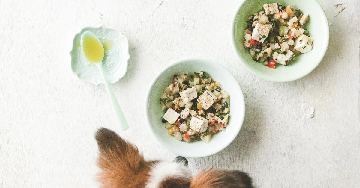 Tofu vegetarian dog food meal