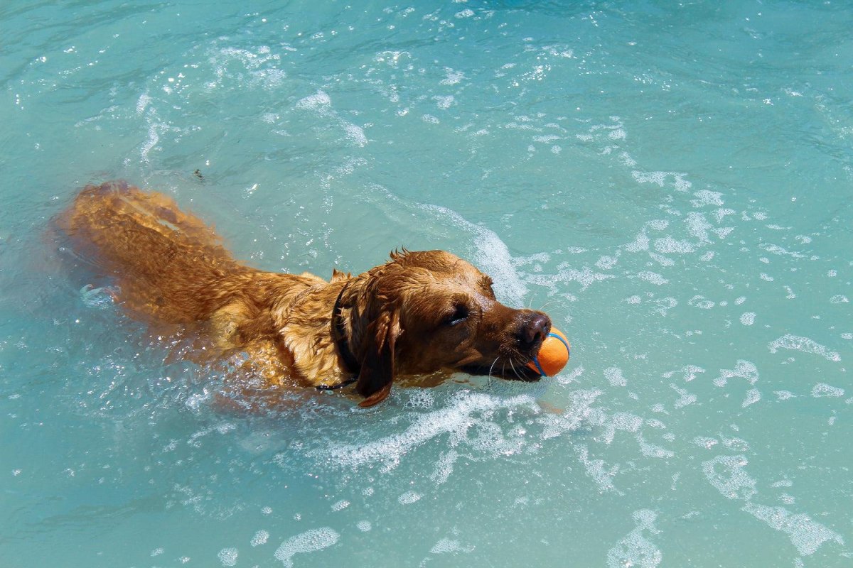 Dog playing in water