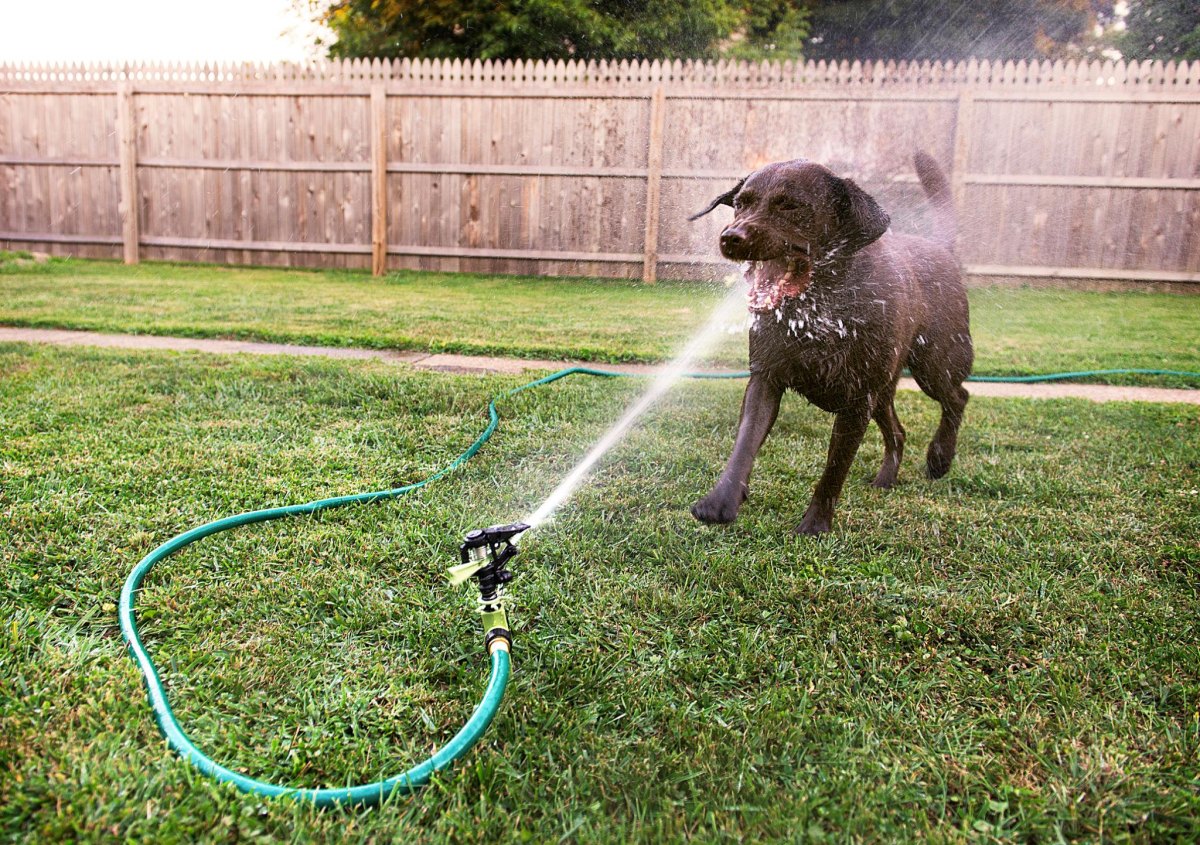 Dog playing with water outdoors