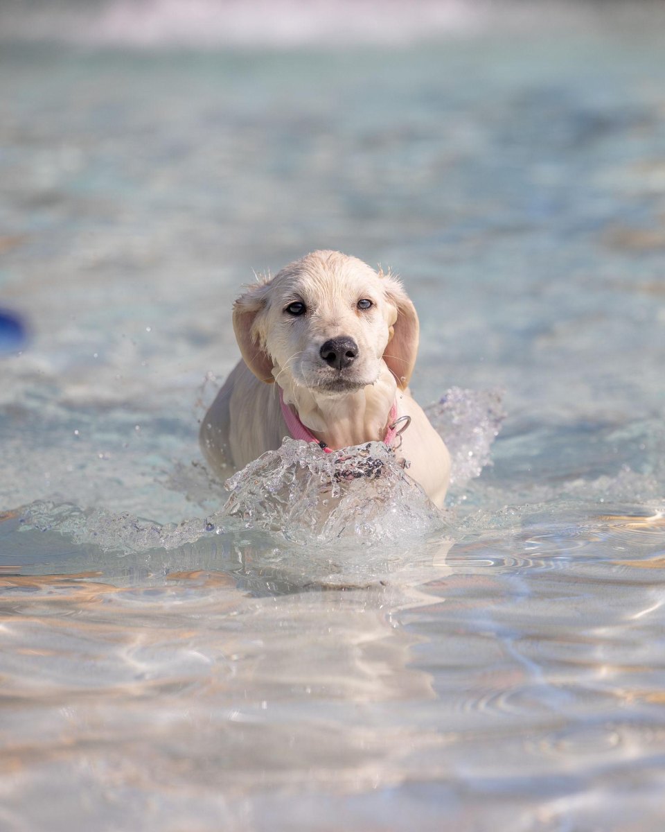 Puppy splashing in shallow water